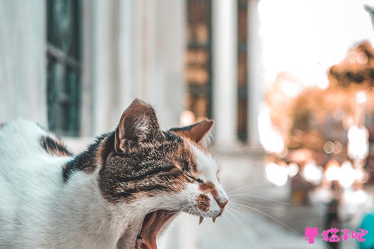 属猴男与属猪女相配吗