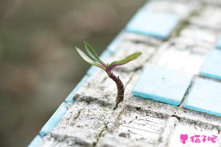 蒂芙尼钻戒编号查询